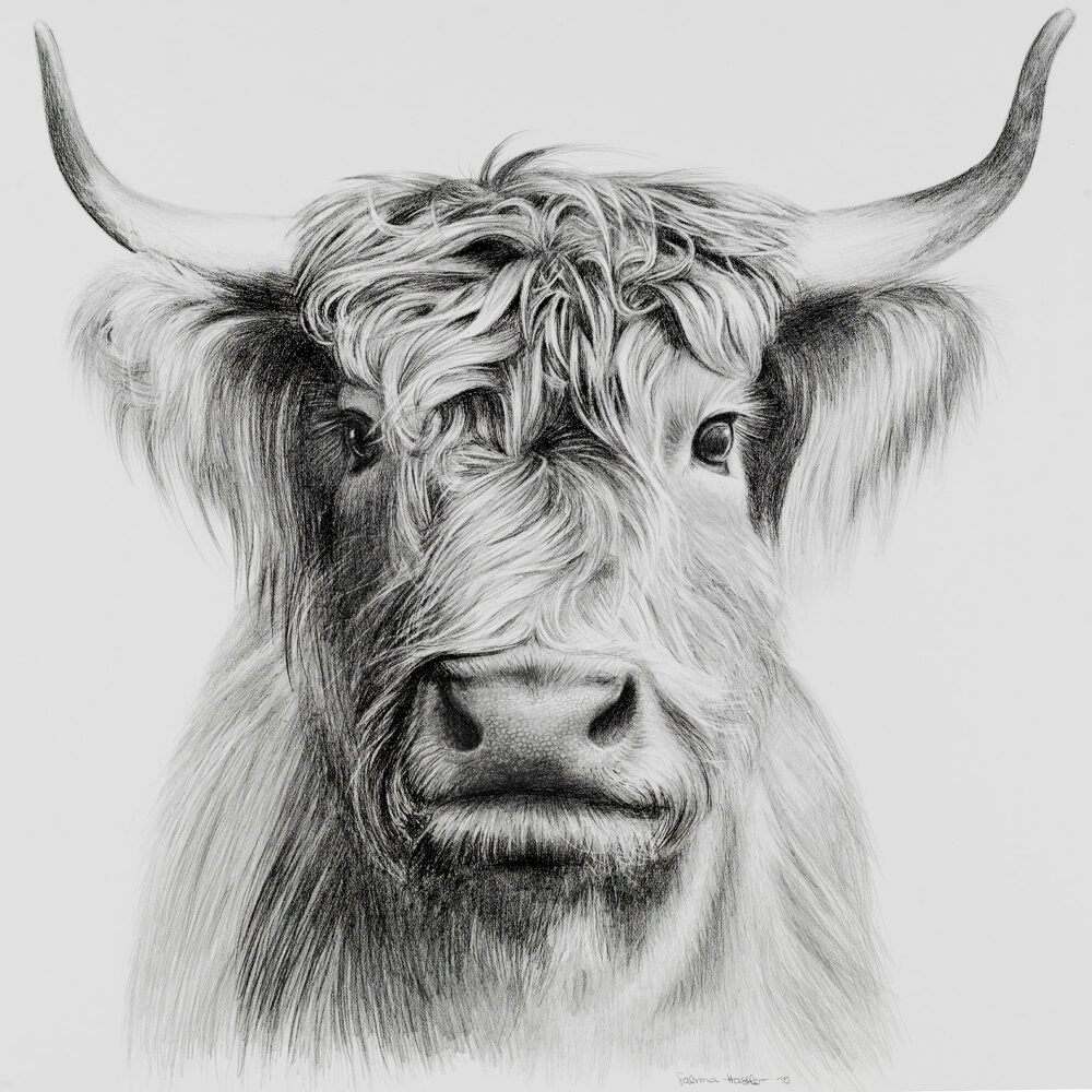 Hochlandrind-Zeichnung mit Bleistift | cow drawing with graphite