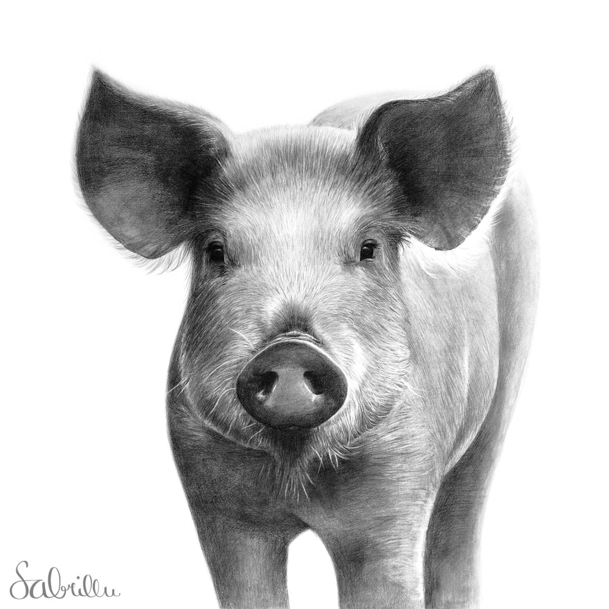 Tierzeichnung Schwein Cover Sabrillu