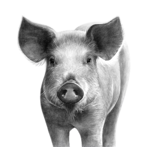 Tierzeichnung Schwein