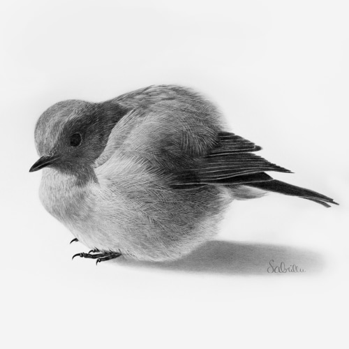 Graphite bird drawing