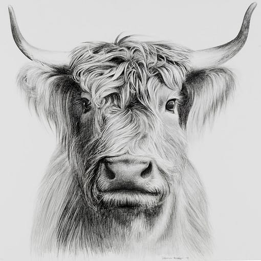 Kuh-Zeichnungen