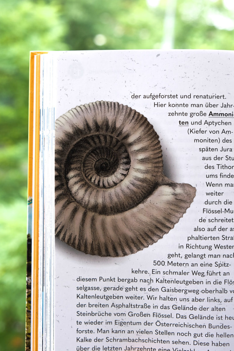 Ammonit-Illustration mit Bleistift